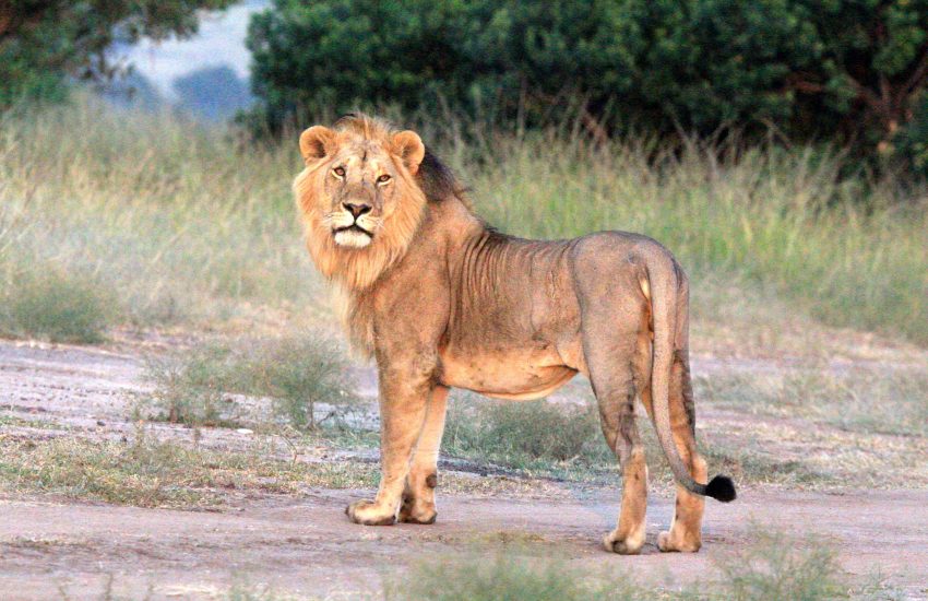 ol pejeta safari tours