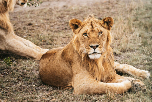 Lion resting on the ground, looking directly at the camera
