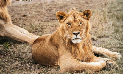 Lion resting on grass, looking directly at the camera