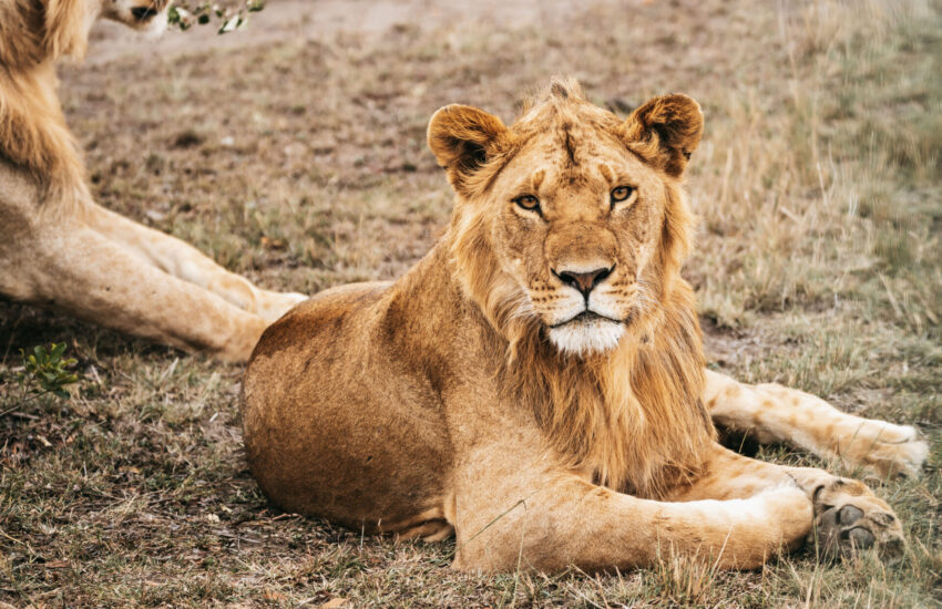 Lion resting on grass, looking directly at the camera