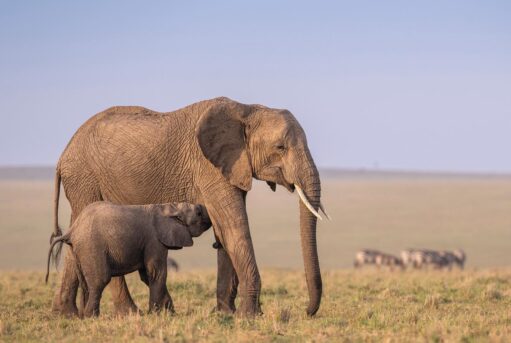 Ngorongoro Safari Tours