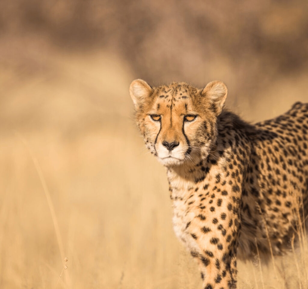 Cheetah
