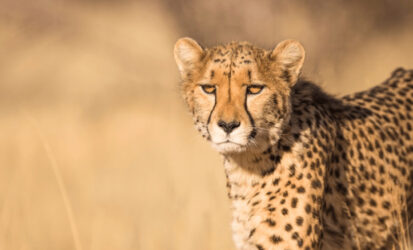 Cheetah