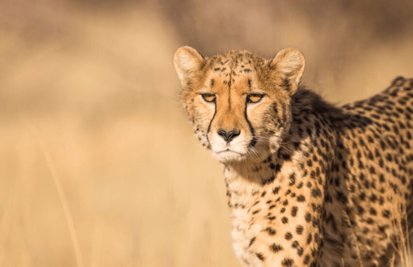 Cheetah