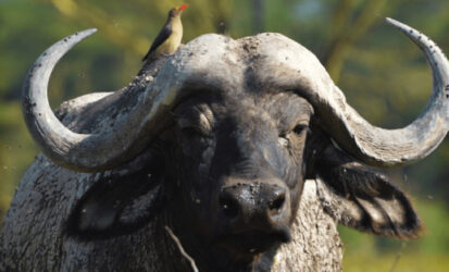 Buffalo
