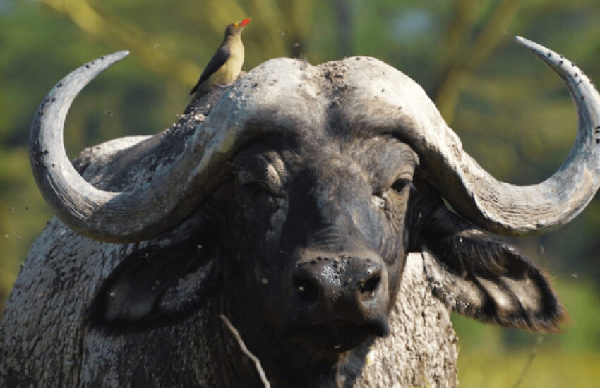 African buffalo with a red-billed oxpecker perched on its head