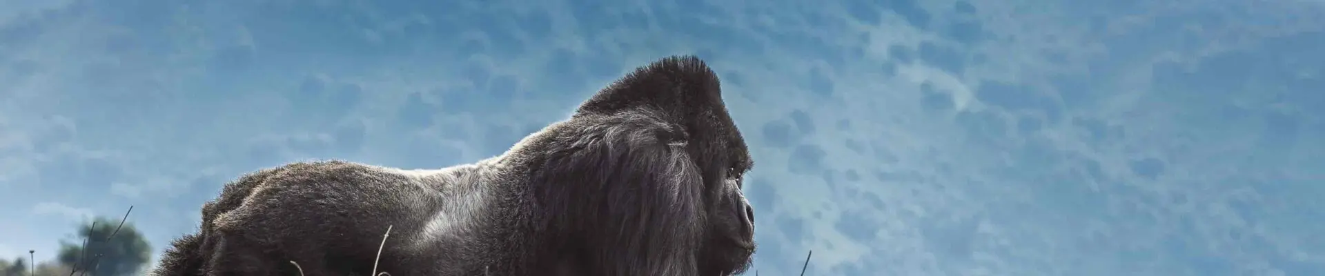 Gorilla Safari Tours