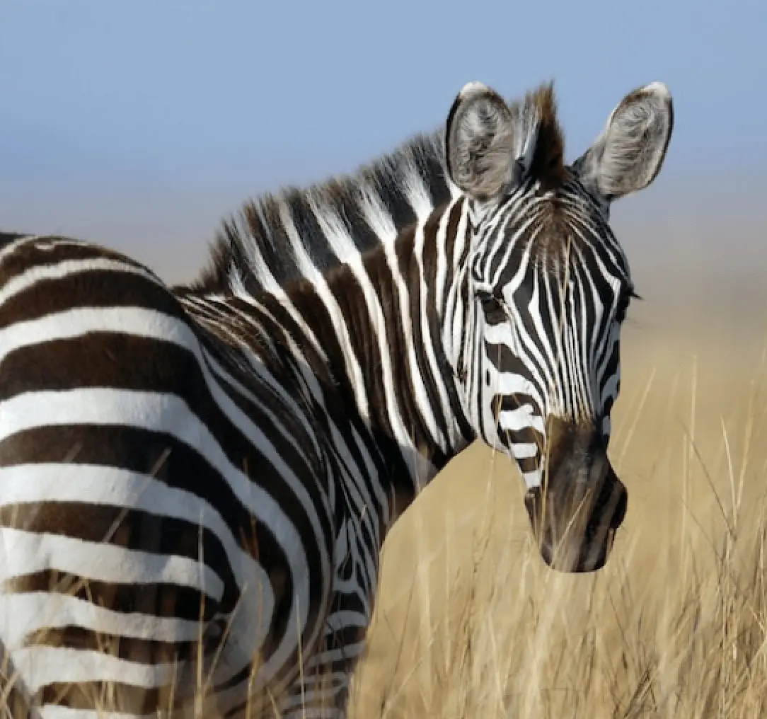 Hells Gate National Park - Zebra