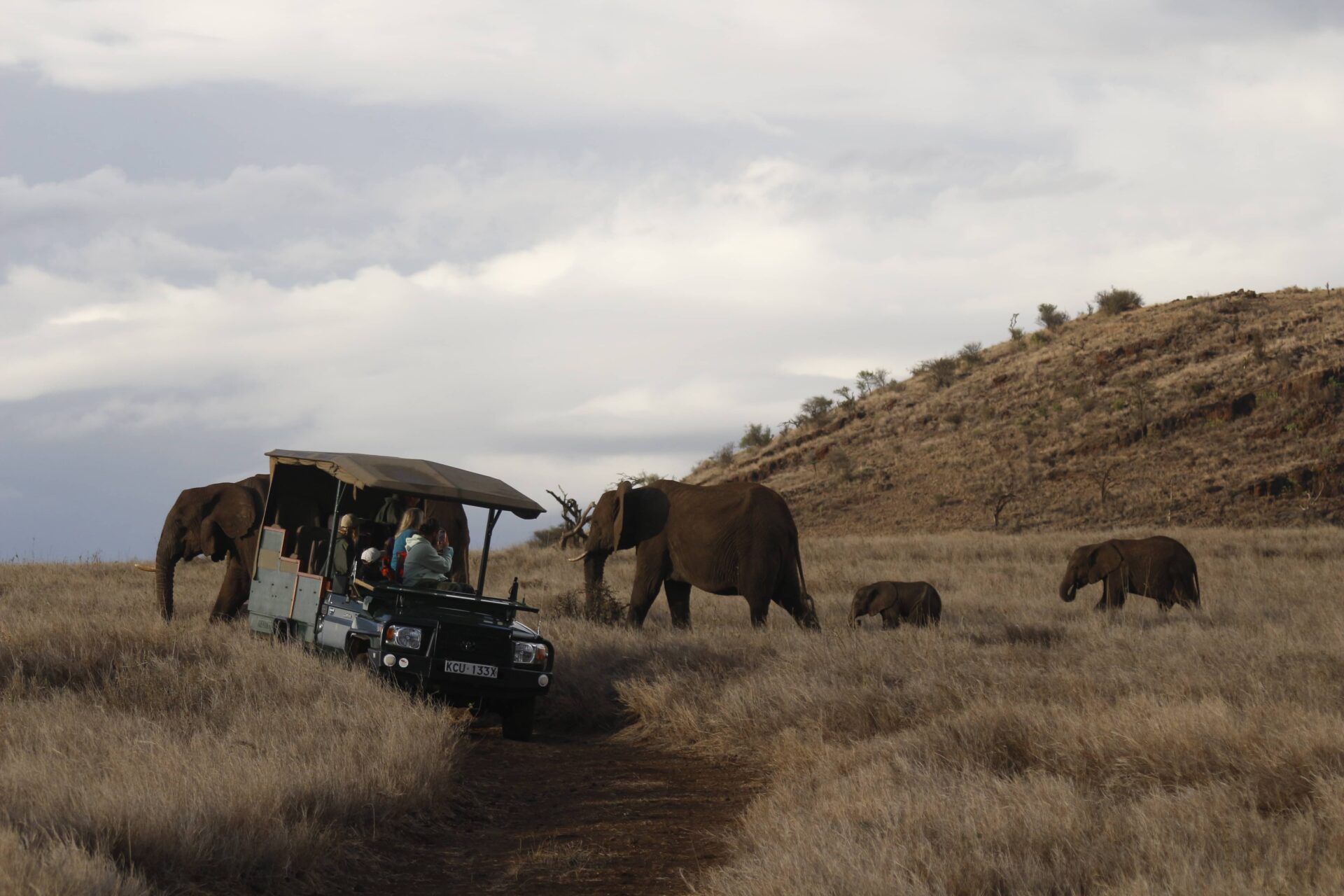 Luxury Safari Tours
