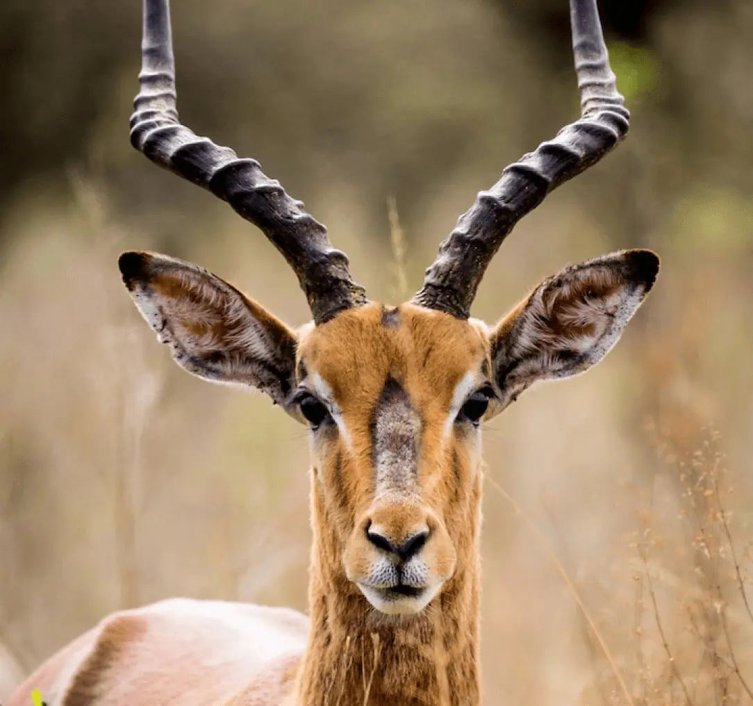 Antelope