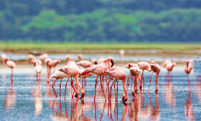 Flock of pink flamingos wading in a shallow lake with their reflections visible