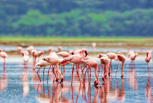 Flock of pink flamingos wading in a shallow lake with their reflections visible