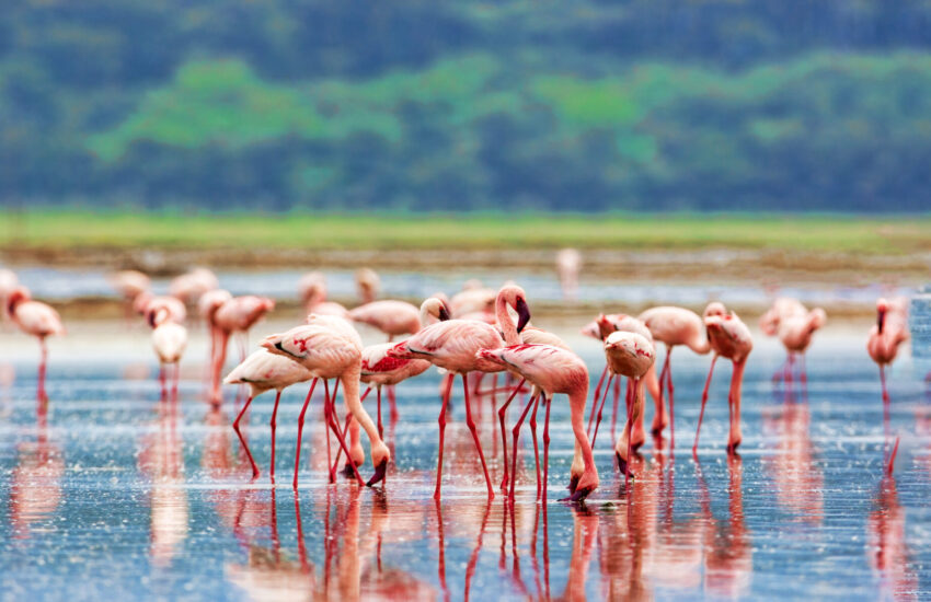 Flock of pink flamingos wading in a shallow lake with their reflections visible