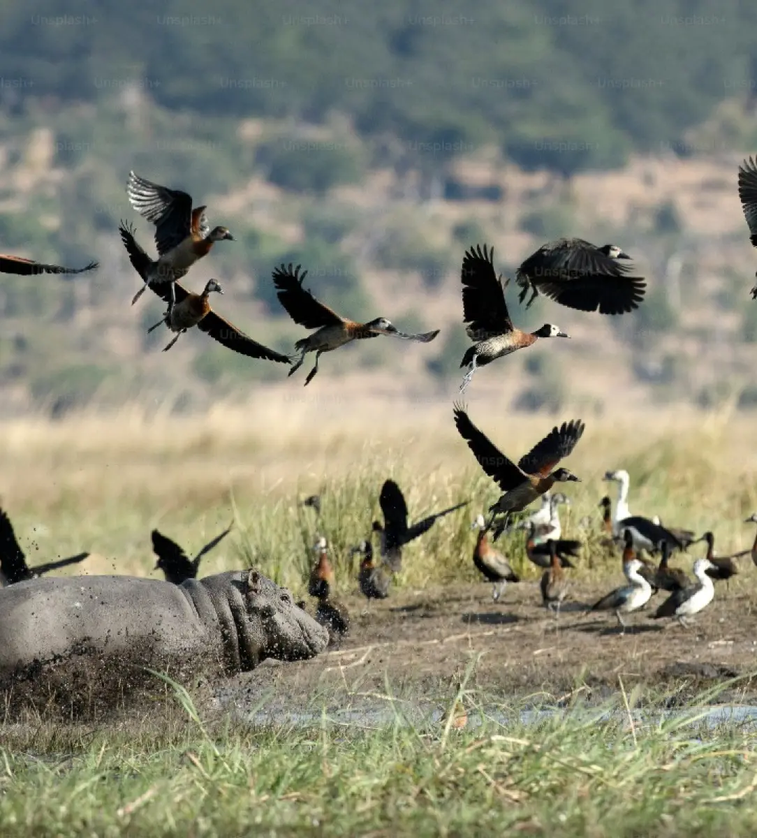 safari holidays tours