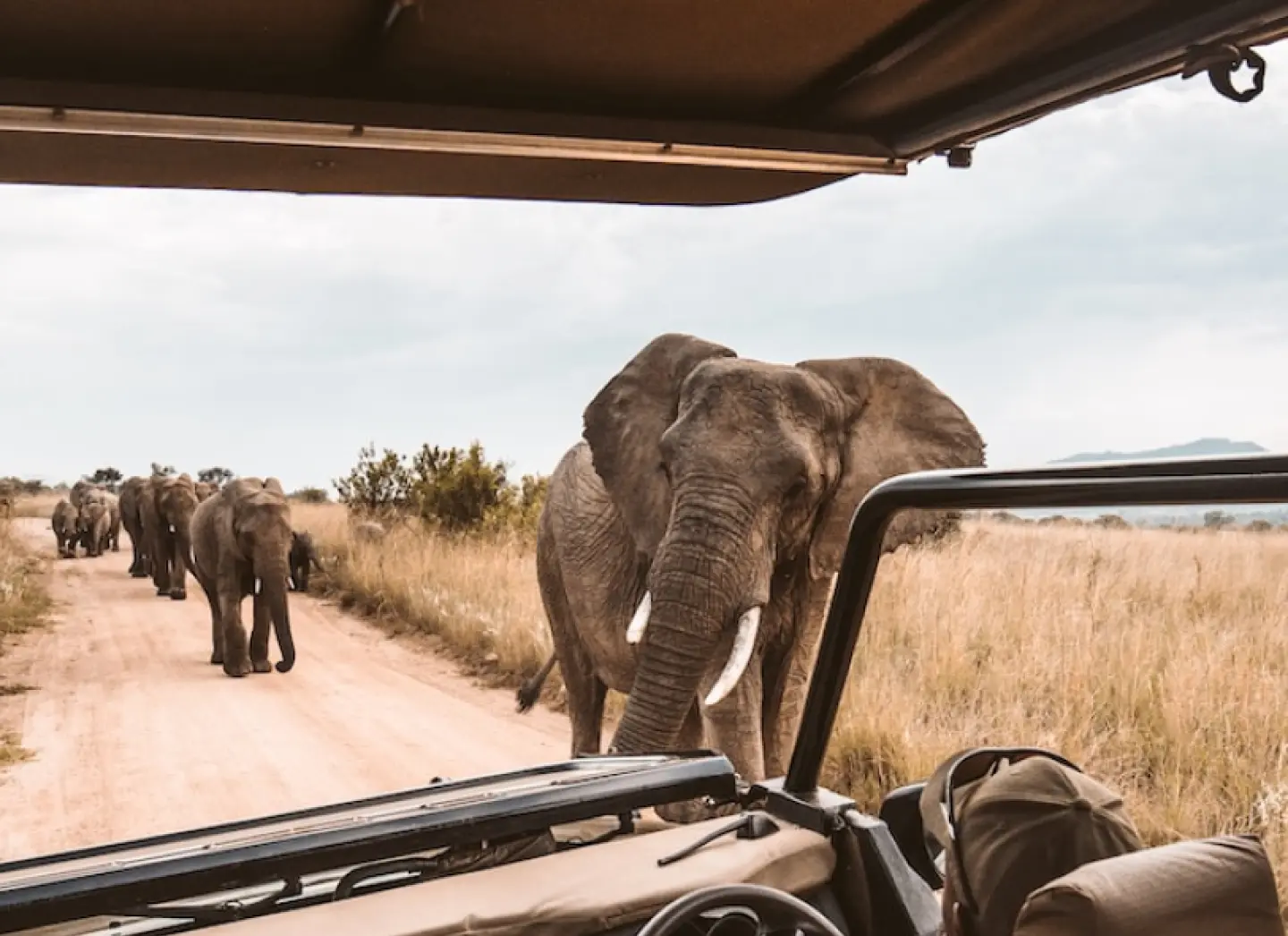 safari holidays tours