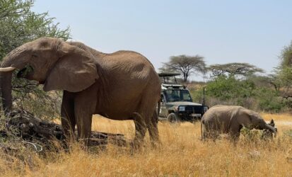 Elephants viewing while on a game drive in Samburu