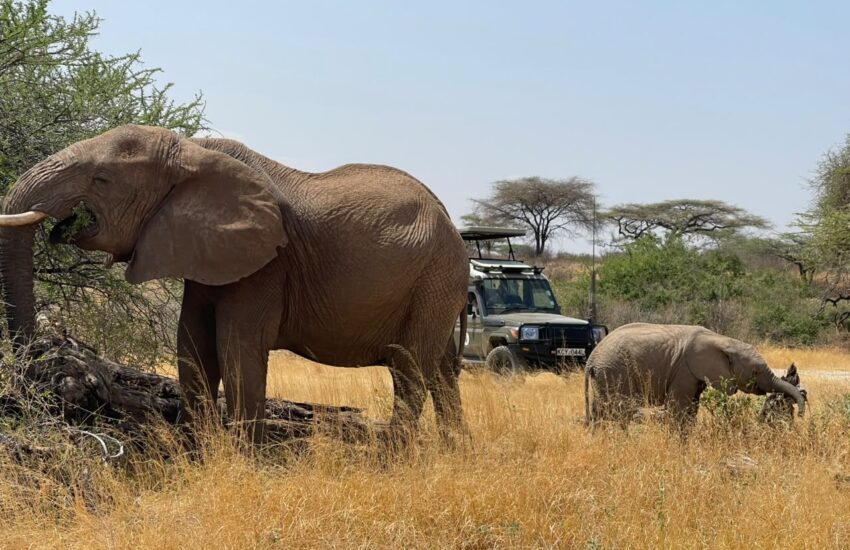 Elephants viewing while on a game drive in Samburu