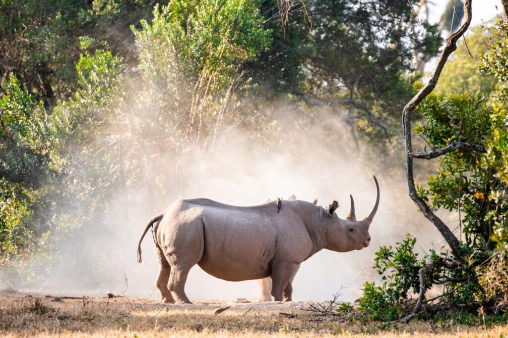 Ol Pejeta Rhinos