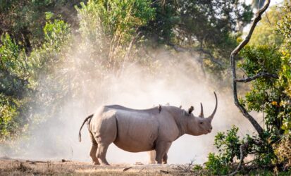 Ol Pejeta Rhinos
