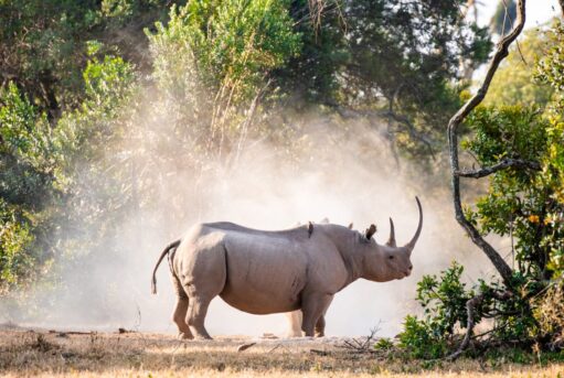 Ol Pejeta Rhinos