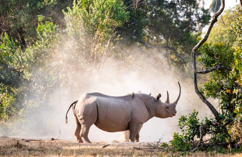 Ol Pejeta Rhinos