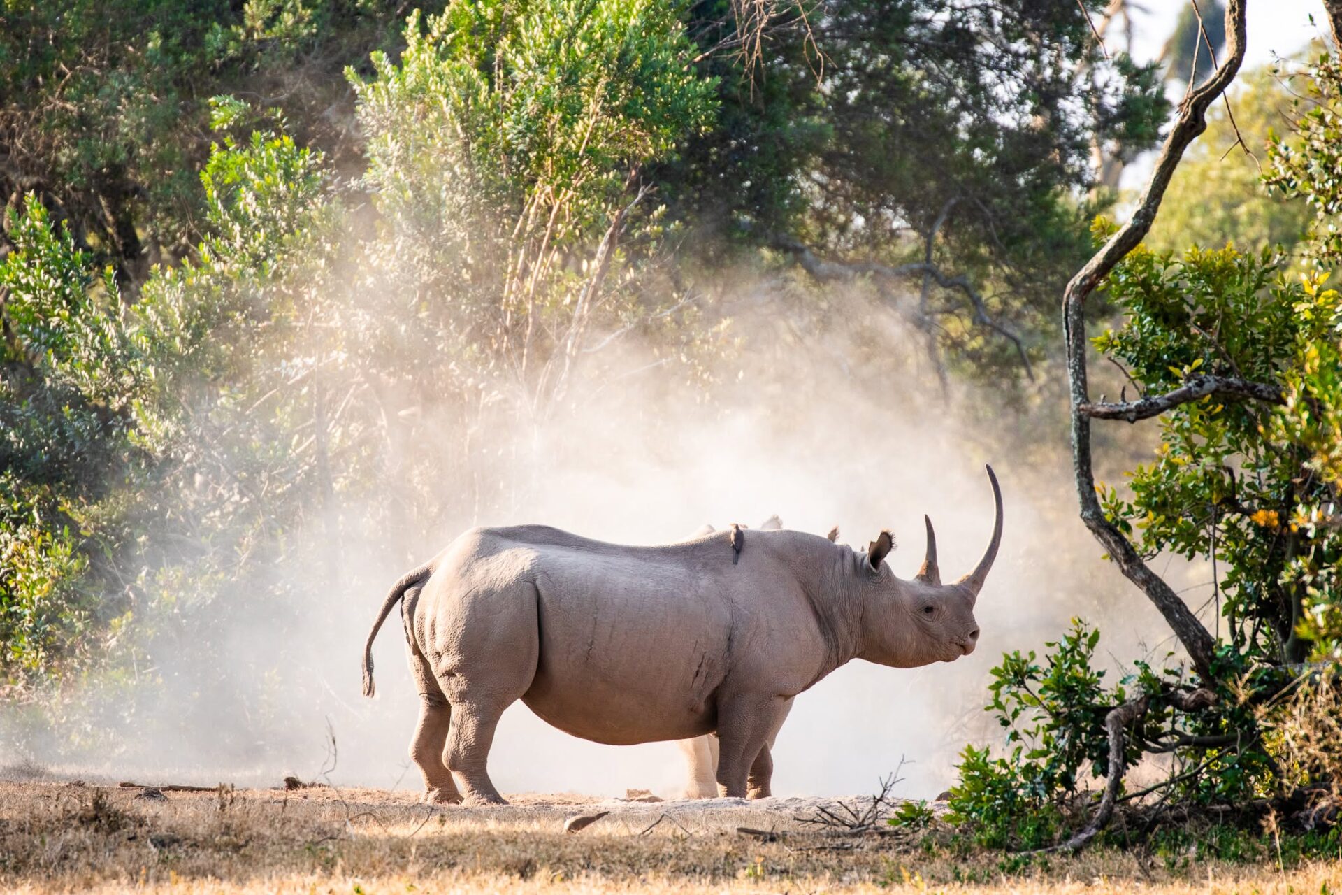 Ol Pejeta Rhinos