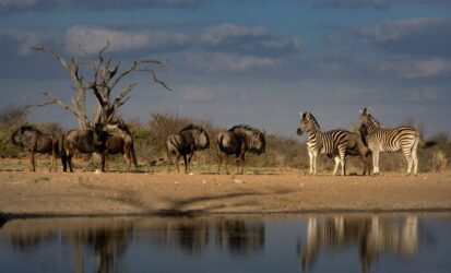 Wildebeest and Zebras drinking water from a waterhole in Ol Pejeta