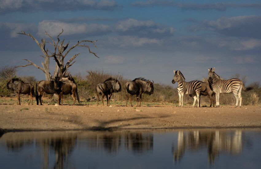 Wildebeest and Zebras drinking water from a waterhole in Ol Pejeta