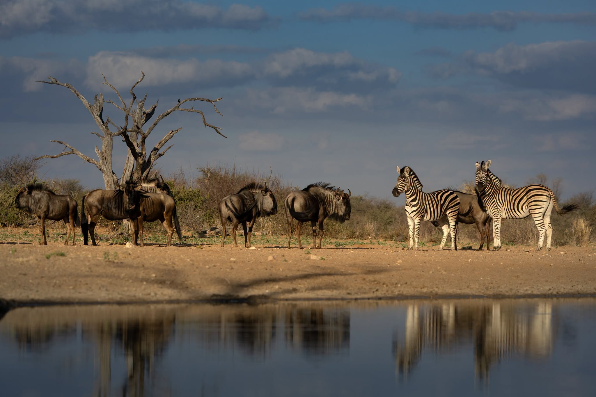 Wildebeest and Zebras drinking water from a waterhole in Ol Pejeta
