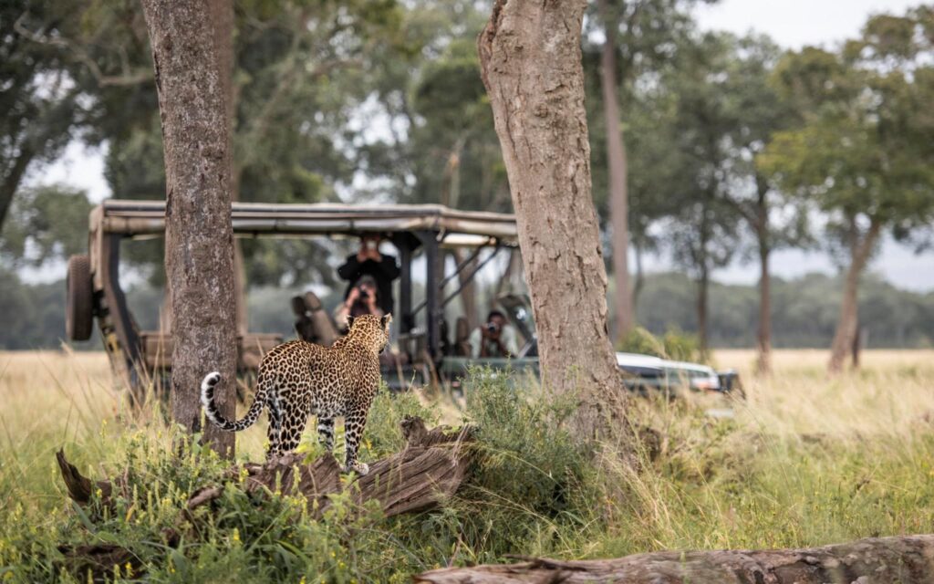 4x4 safari vehicle at a leopard sighting in the Masai Mara