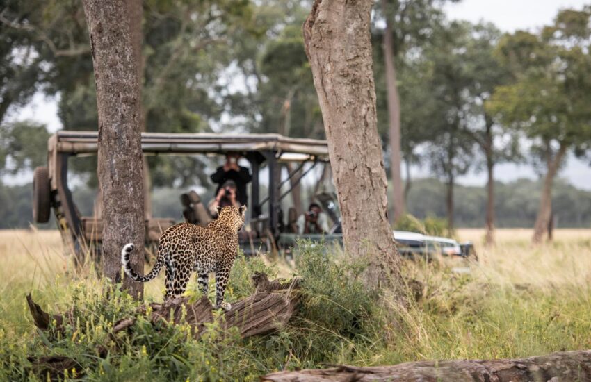 4x4 safari vehicle at a leopard sighting in the Masai Mara