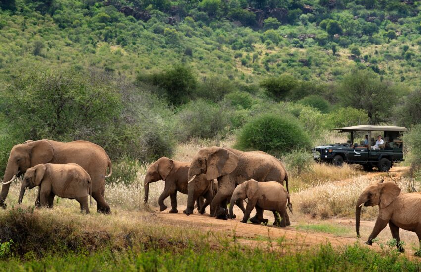 Elephant herd crossing the Masai Mara National Reserve