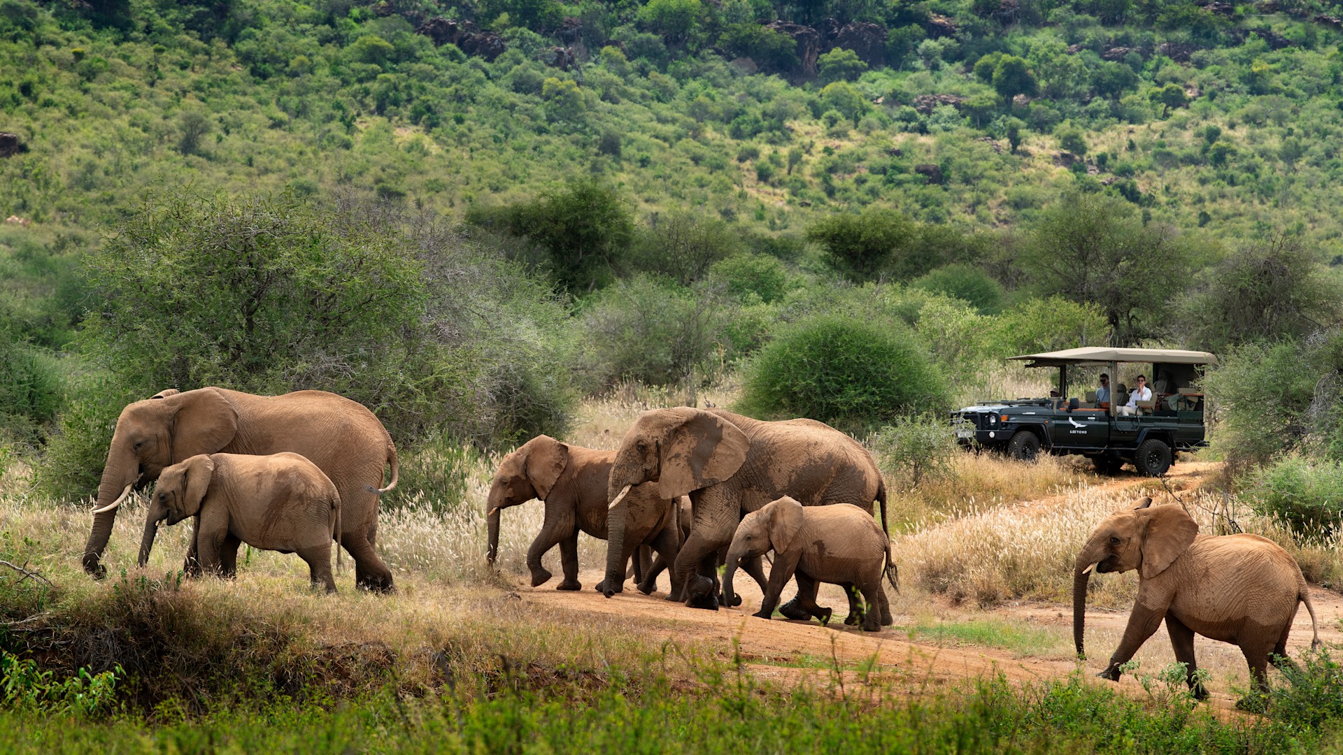 Elephant herd crossing the Masai Mara National Reserve