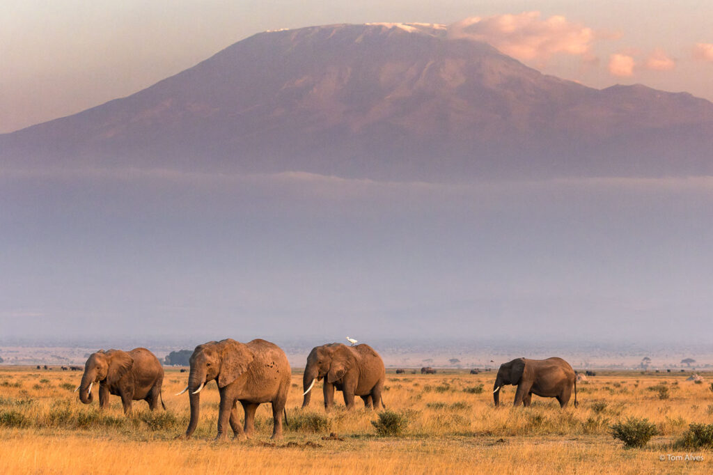 Elephant herd in Amboseli National Park with Mount Kilimanjaro in the background