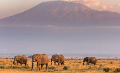 Elephant herd in Amboseli National Park with Mount Kilimanjaro in the background