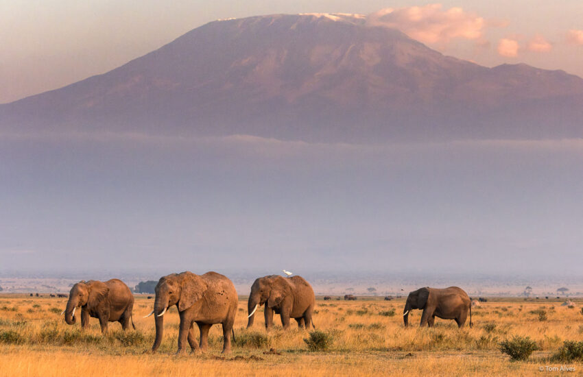 Elephant herd in Amboseli National Park with Mount Kilimanjaro in the background