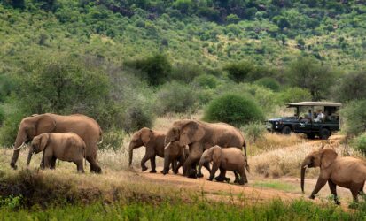 Elephants at a waterhole in the Masai Mara National Reserve
