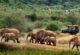 Elephants at a waterhole in the Masai Mara National Reserve