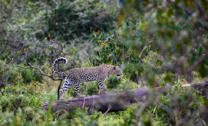 Leopard resting in a tree in the Masai Mara, Kenya fly-in safari