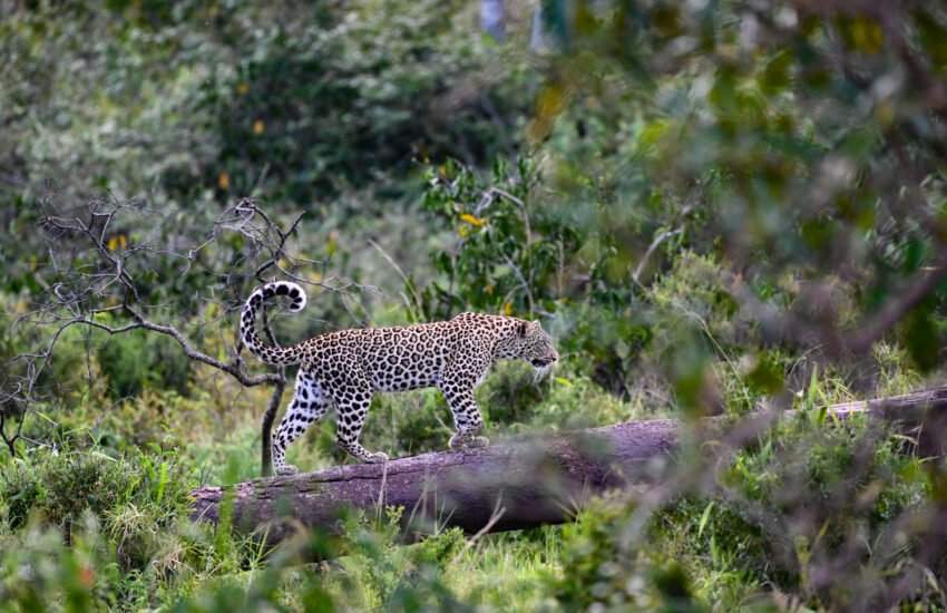 Leopard resting in a tree in the Masai Mara, Kenya fly-in safari