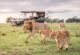 Lion pride on the open Masai Mara plains on a 4-day fly-in safari from the Kenyan coast