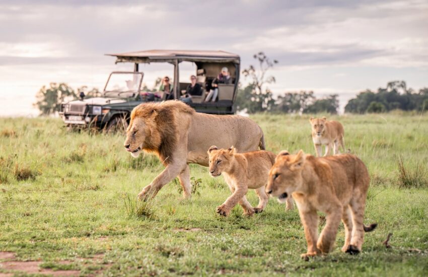 Lion pride on the open Masai Mara plains on a 4-day fly-in safari from the Kenyan coast