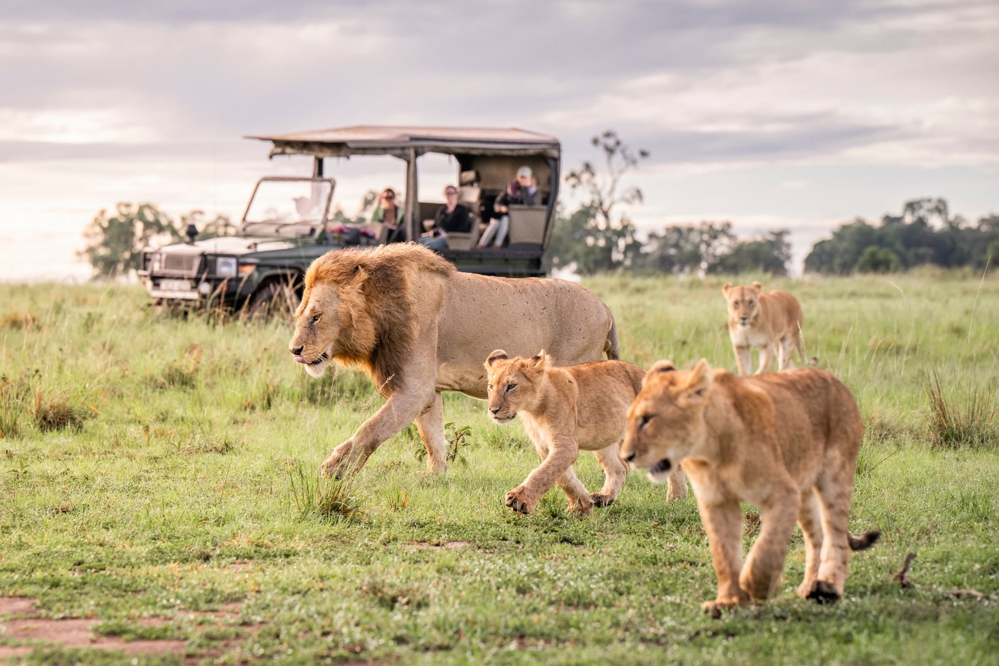 Lion pride on the open Masai Mara plains on a 4-day fly-in safari from the Kenyan coast