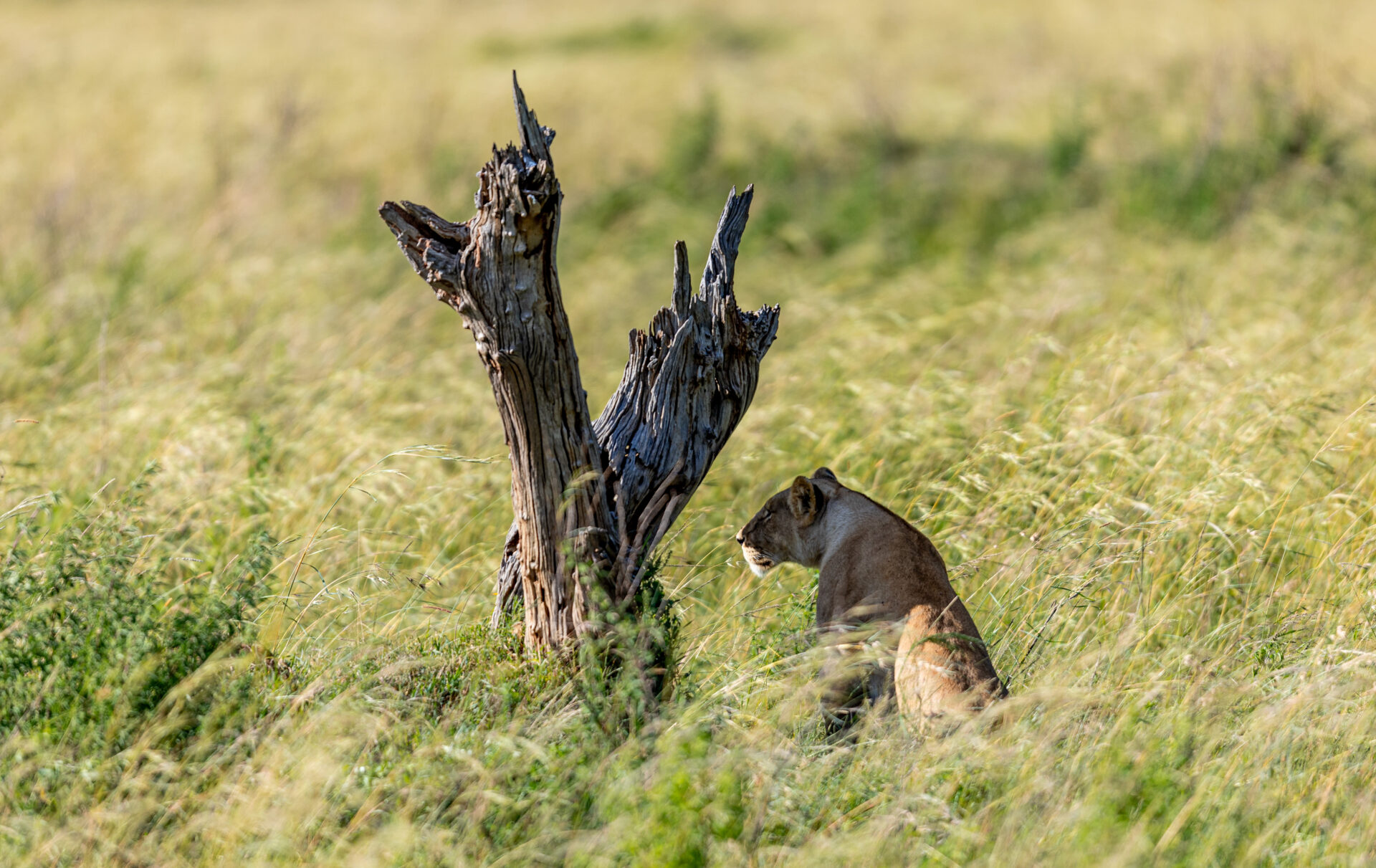 Lion resting on the plains of Amboseli National Park, Kenya