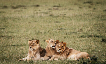 Lioness resting in the Masai Mara on a 3-day fly-in safari from the Kenyan coast