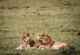 Lioness resting in the Masai Mara on a 3-day fly-in safari from the Kenyan coast
