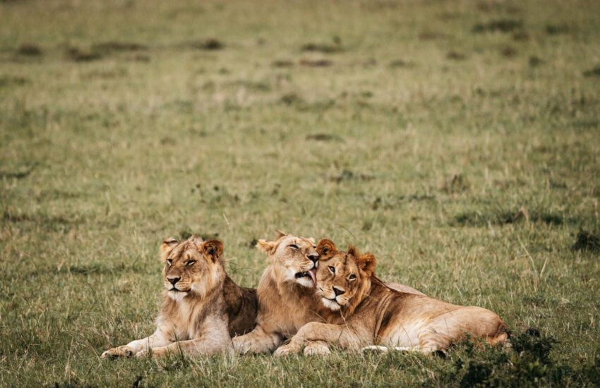 Lioness resting in the Masai Mara on a 3-day fly-in safari from the Kenyan coast