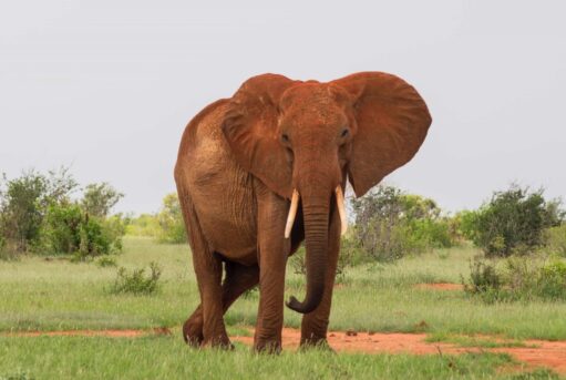 A lone Elephant in Tsavo East National Park, Kenya