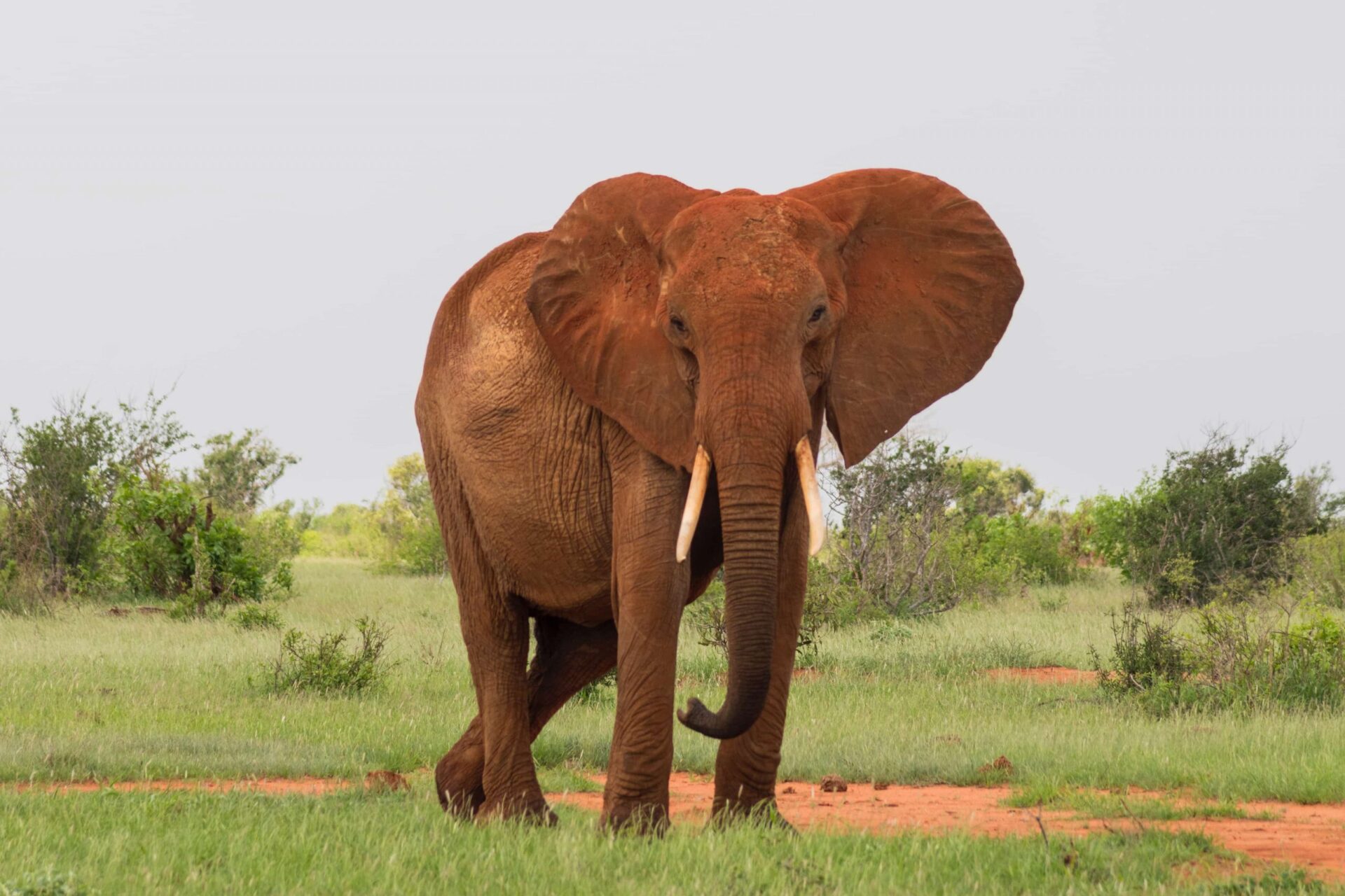A lone Elephant in Tsavo East National Park, Kenya