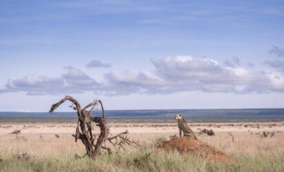 Cheetah sighting in the African savannah during a Kenya Safari